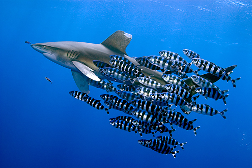Oceanic whitetip shark among friends